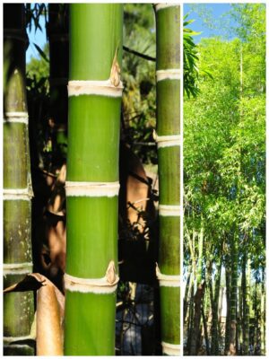 Tall bamboo forest under clear sky