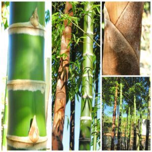 Tall bamboo stalks in sunlight