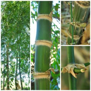 Close-up of bamboo stem and nodes