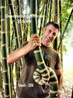 Man holding twisted bamboo plant
