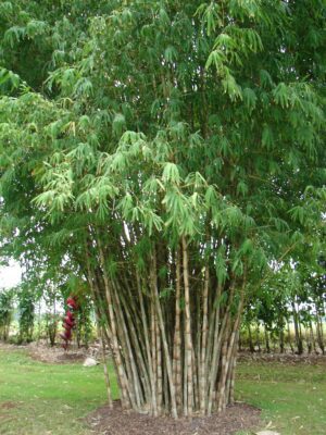 Cluster of tall bamboo stalks with foliage