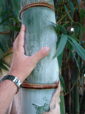 Dendrocalamus sp. 'Parker Giant'