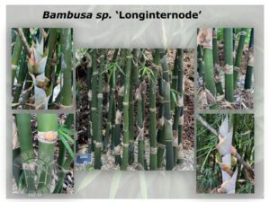 Green bamboo stalks in garden