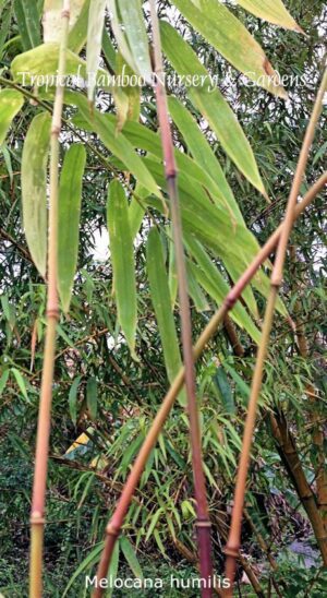 Green bamboo plants in nursery
