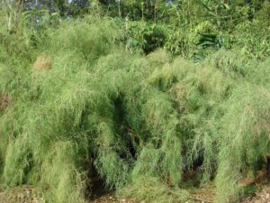 Vibrant, bushy plant landscape