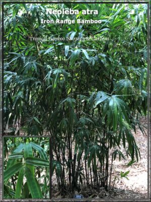 Dense bamboo grove with green leaves
