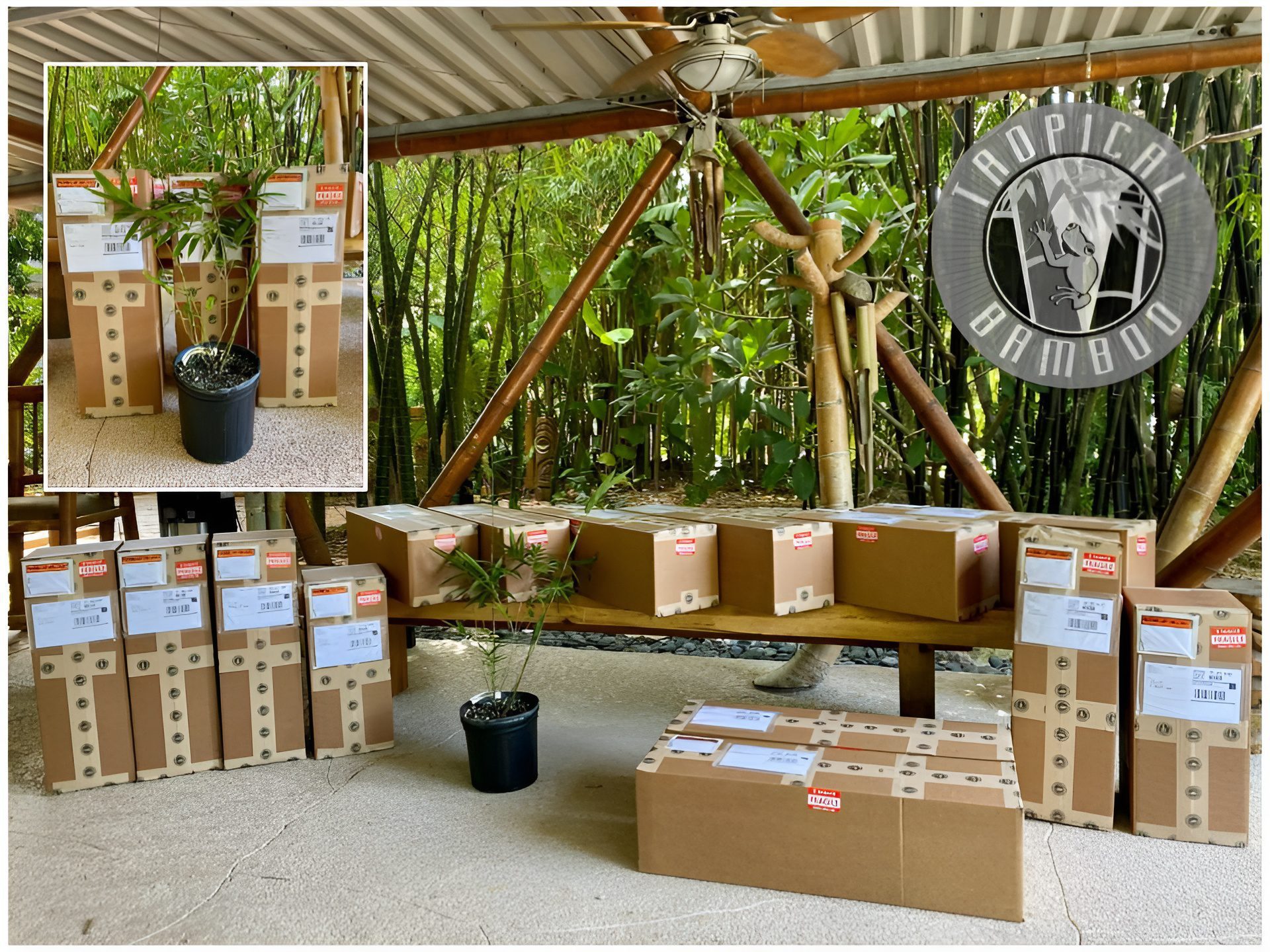 Boxes and plants under a bamboo-themed shelter.