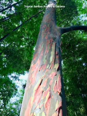 Vibrant eucalyptus tree trunk upward view