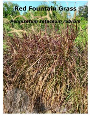 Red Fountain Grass in sunlight