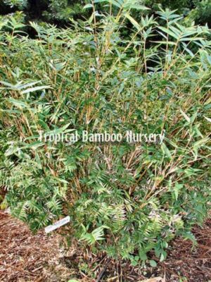 Dense bamboo foliage in garden