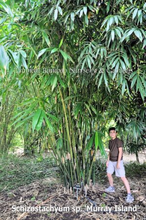 Person next to bamboo plants