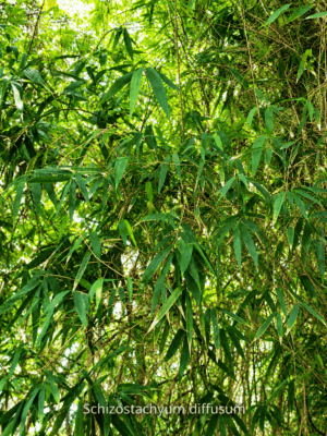 Schizostachyum diffusum
