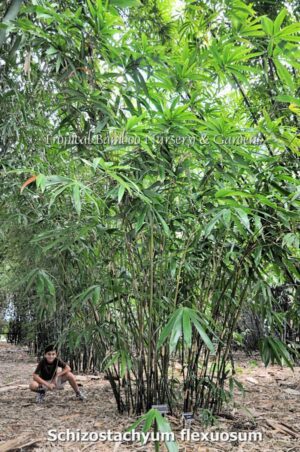 Schizostachyum flexuosum in lush greenery