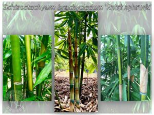 Green bamboo stalks and leaves