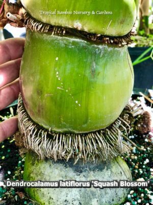 Hand touching bamboo shoot in garden