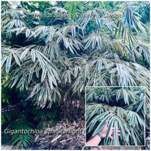 Hand touching striped bamboo leaves