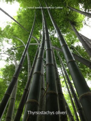 Thyrsostachys oliveri in a bamboo grove