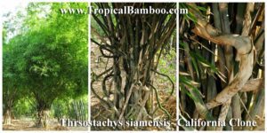 Bamboo grove with dense foliage