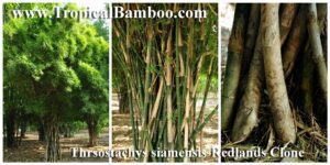 Bamboo grove with dense foliage