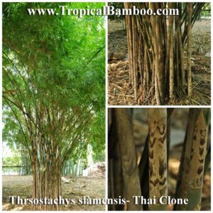 Thai clone bamboo plant detail