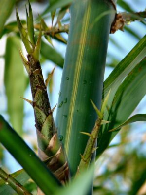 Close-up of green sugarcane stalk