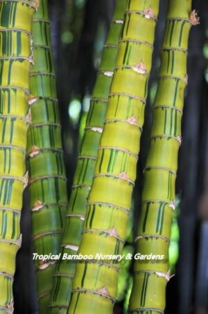 Close-up of vibrant bamboo trunks