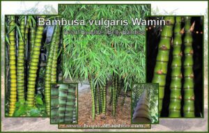 Bambusa vulgaris Wamin in garden