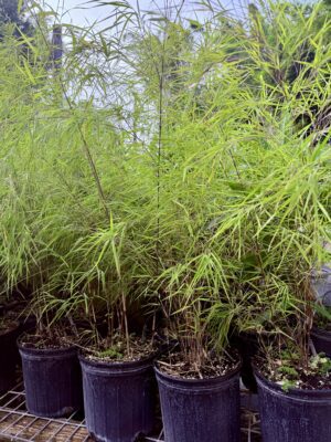 Otatea acuminata