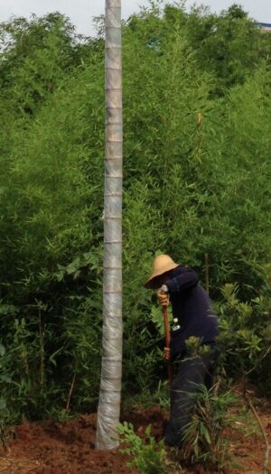 Man with hat gardening outdoors