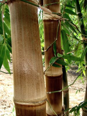 Close-up of bamboo stalks and leaves