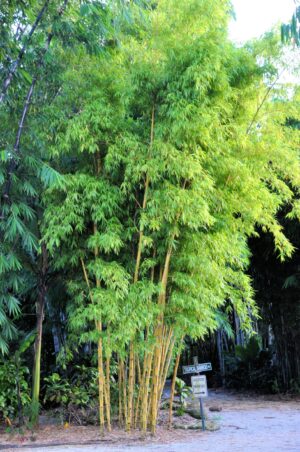 Lush green bamboo grove outdoors