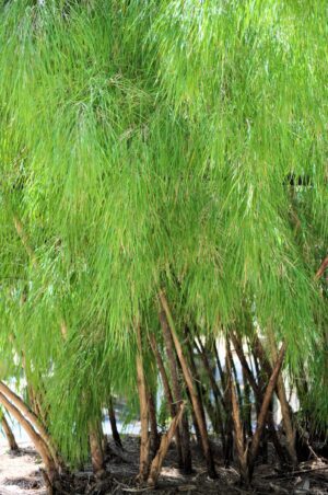 Close-up of bamboo stalks and leaves