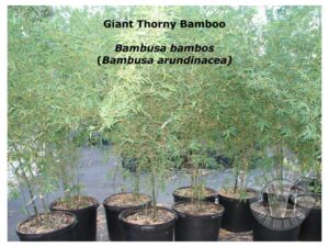 Bamboo plants with green foliage