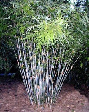 Bamboo grove with green leaves