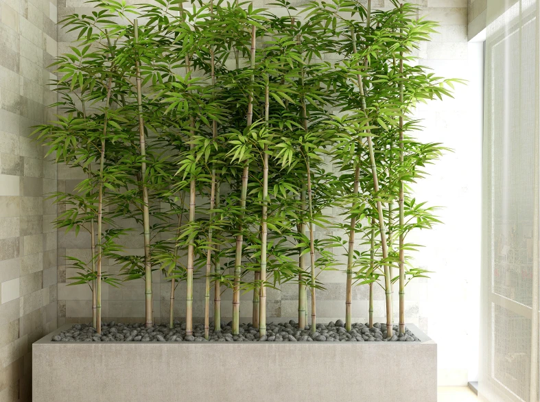 Indoor bamboo plants in concrete planter