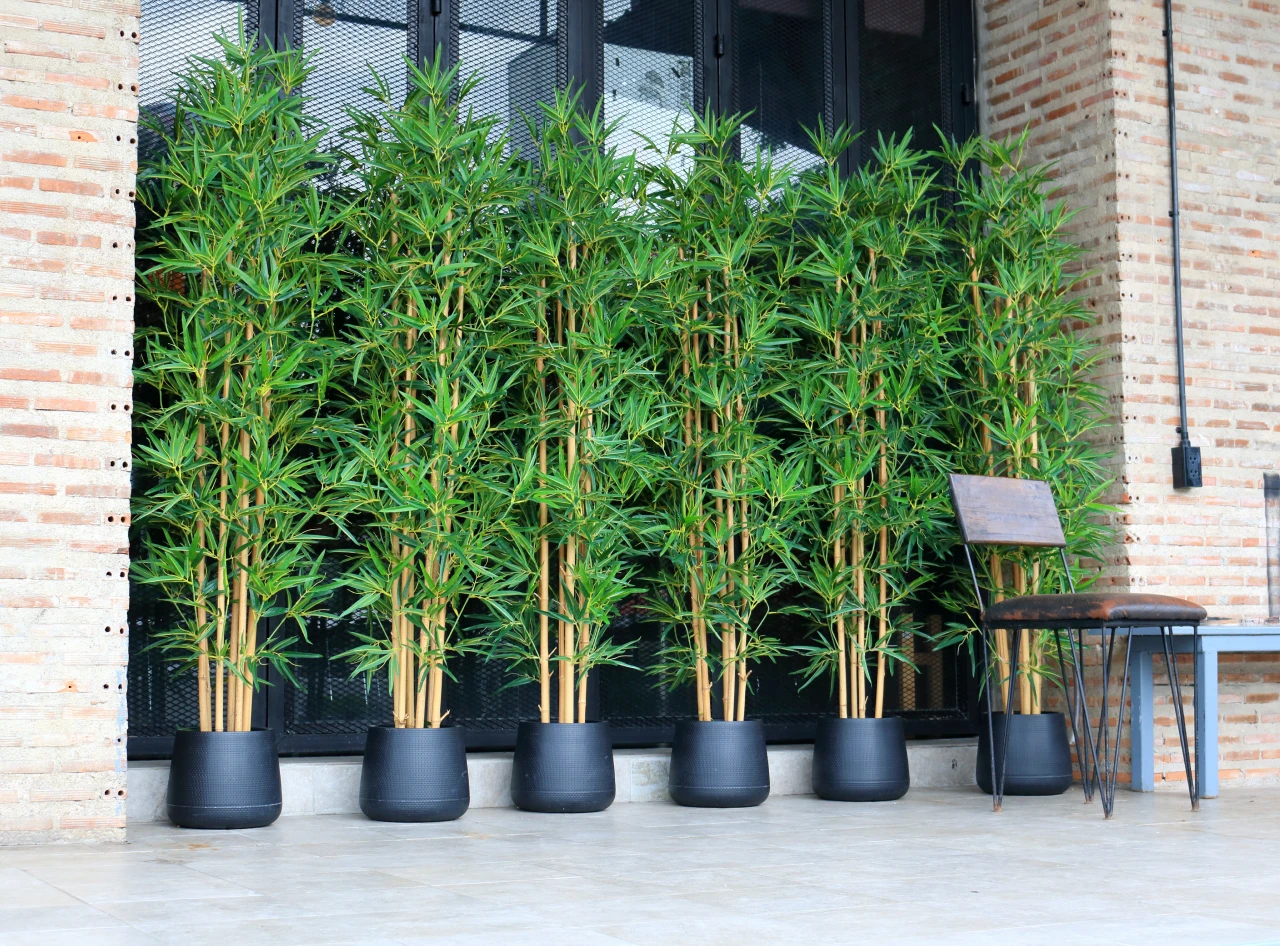 Indoor bamboo plants in black pots