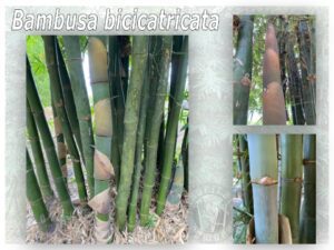 Bambusa bicatricata bamboo grove