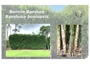Dense bamboo foliage and trunks