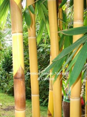 Vibrant bamboo grove with green leaves.