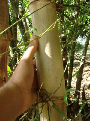 Close-up of hand on bamboo stem