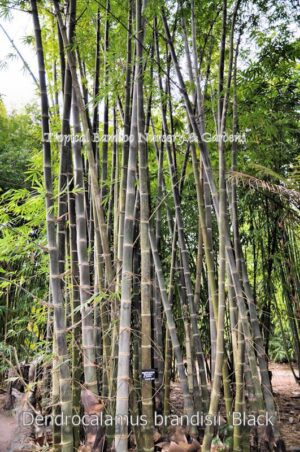 Dense bamboo forest scene