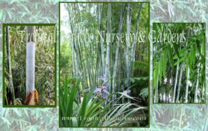 Lush bamboo plants and foliage