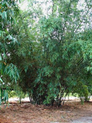 Tall bamboo clump in natural setting