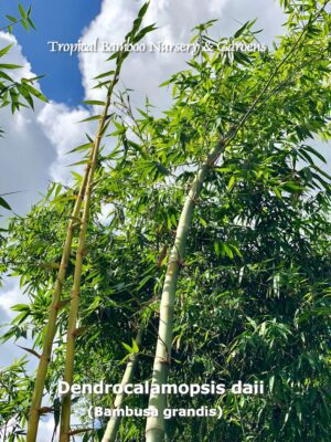 Bamboo grove under blue sky