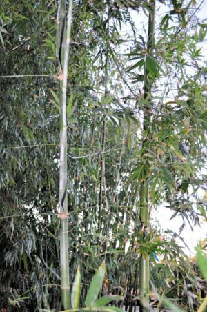 Bamboo stalks with green leaves