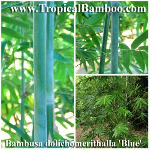 Lush green bamboo leaves