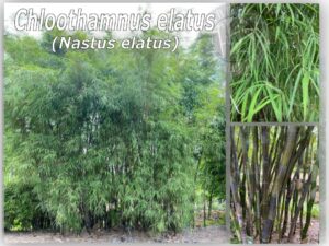 Tall green bamboo plants