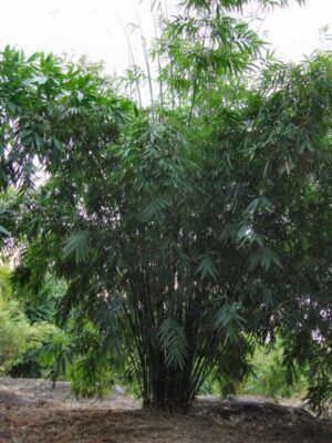 Tall bamboo stalks with lush green leaves