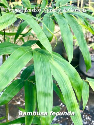 Close-up of Bambusa fecunda leaves