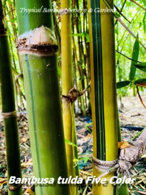 Colorful bamboo stalks in a garden
